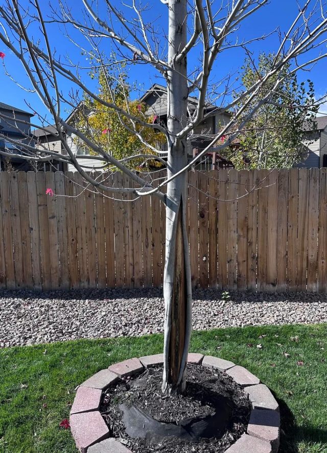 One homeowner shared their troubling experience with a newly planted red maple tree, leading to valuable advice from the arborist community.
