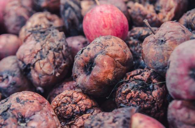 A recent hailstorm in Jammu and Kashmir's Zainapora constituency severely damaged the region's apple crop.