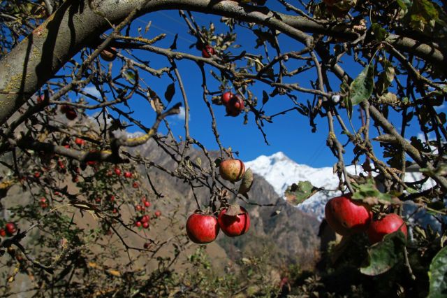 Apple farmers in India are scrambling after a devastating blizzard hit during the crucial fall harvest season.