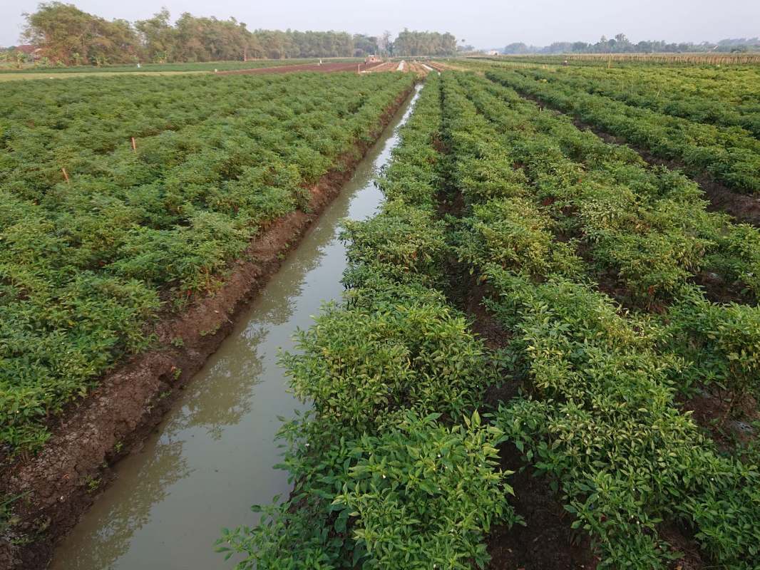 Farmers in Iraq are facing one of their worst apple harvests in years, with yields slashed due to cold weather and snow.