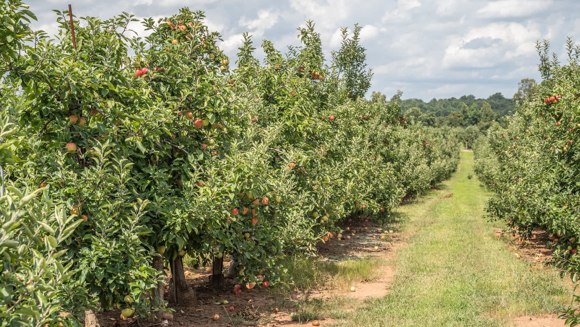 US farmers struggle in face of forces beyond their control: 'The biggest threat'