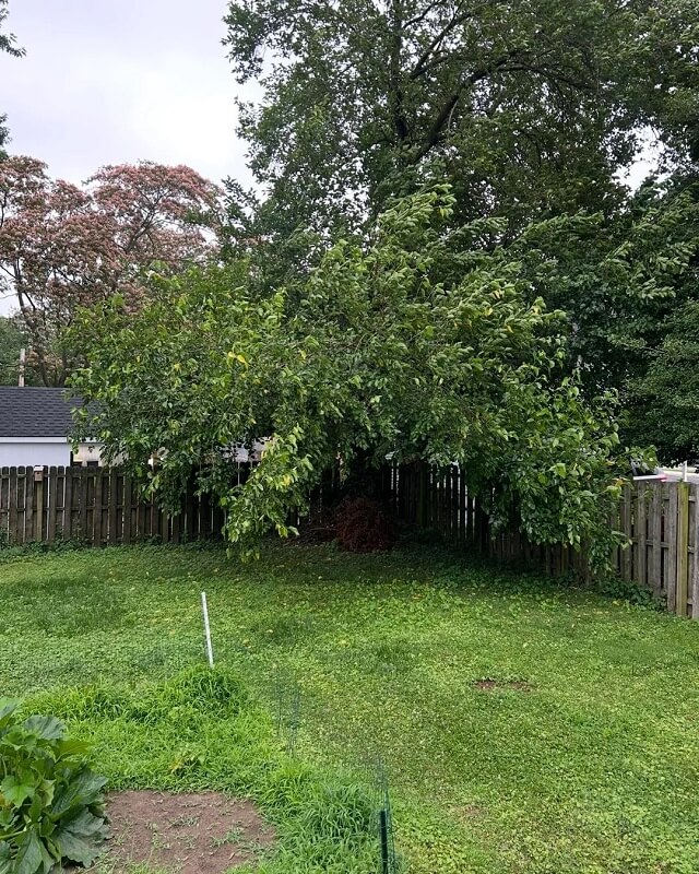 One Redditor posted their experience with an outrageous tree-trimming job — and the entire forum rallied to offer support.