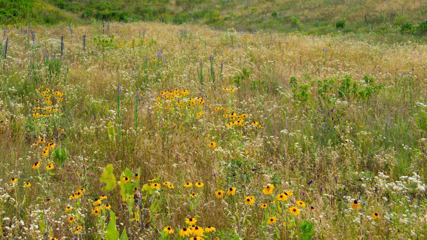 Armadillos are migrating to the Midwest as temperatures rise and winters warm.