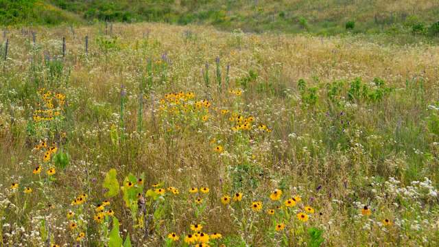 Armadillos are migrating to the Midwest as temperatures rise and winters warm.