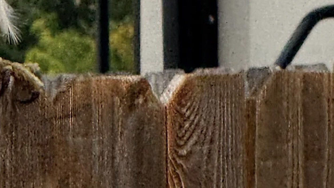 Homeowners were shocked after witnessing the hawk's aura of a neighborhood interloper.