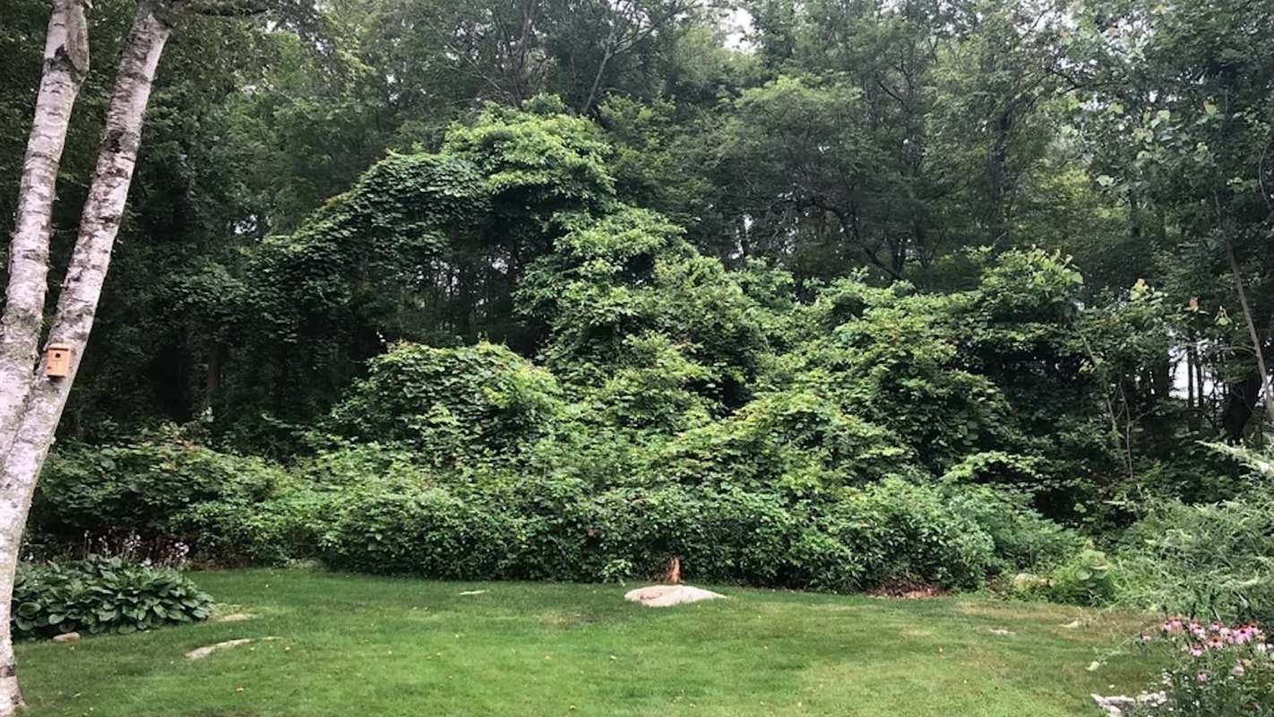 One dedicated gardener shared remarkable before-and-after photos of a backyard transformation that took months to accomplish.