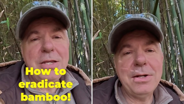 One gardener has a clever method for bamboo eradication without using chemicals.