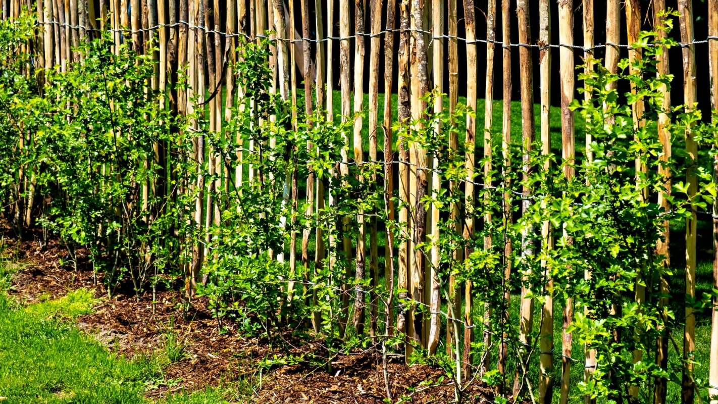 Bamboo is almost impossible to contain, as one Reddit user discovered when their barrier failed to keep the plant in check.