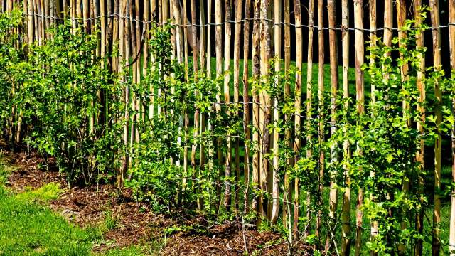 Bamboo is almost impossible to contain, as one Reddit user discovered when their barrier failed to keep the plant in check.