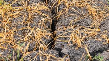 British barley crops have suffered a poor harvest due to destructive weather patterns, including floods, heat waves, and droughts.