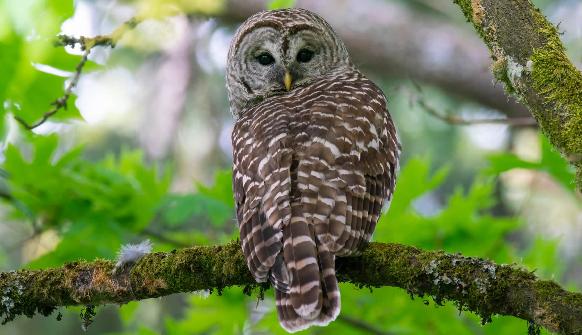 Researchers issue warning after noticing concerning shift in owl behavior: 'Some don't make it'