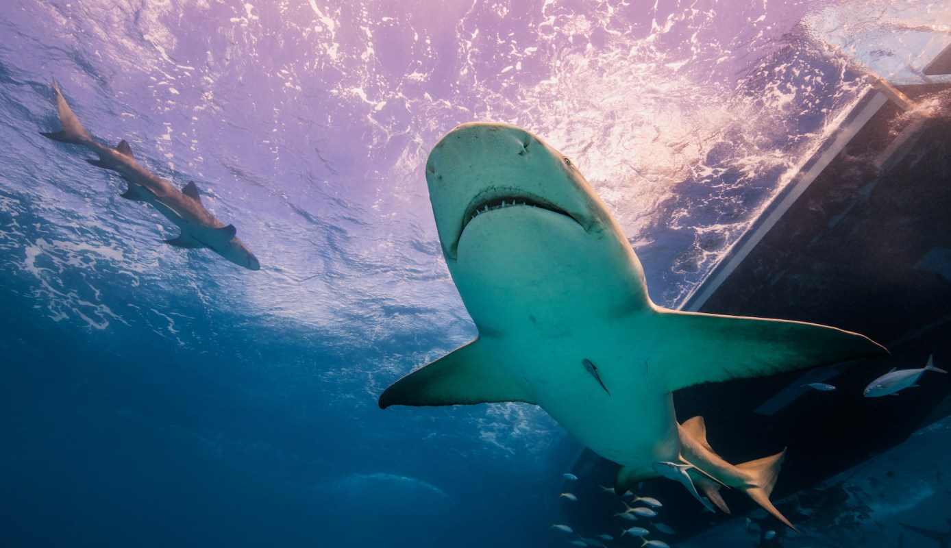 One TikTok user shared video of the close encounter with a basking shark they experienced while kayaking.