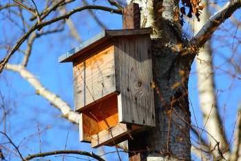 Researchers from the University of New England did a study into the effects of overheating on bats, revealing how harmful bat boxes could be.