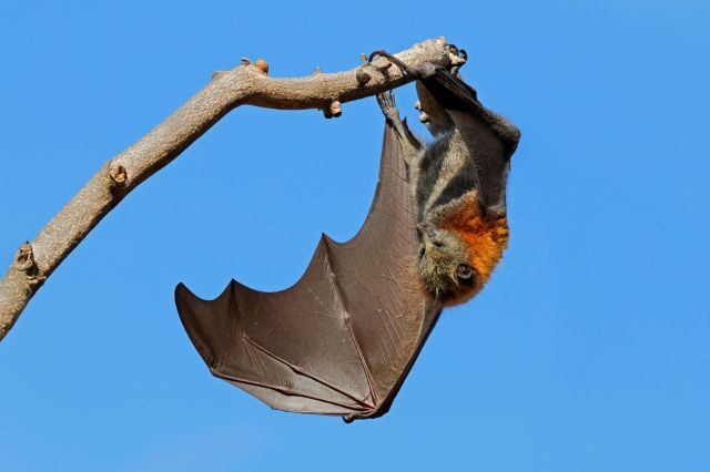 A rabid bat was found in San Mateo, California. There's a low risk of rabies, but health officials are still urging caution.