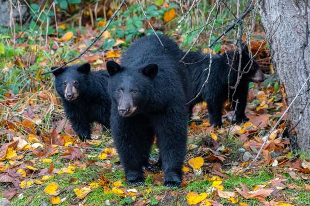 A woman and her dog encountered a mother bear and her cubs on a popular hiking trail in Squamish, British Columbia, and were subsequently attacked by the protective sow.