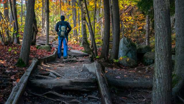 The Arkansas Game and Fish Commission is investigating if human changes to the environment contributed to recent, fatal bear attacks.