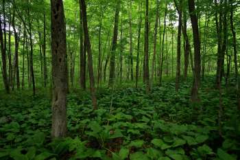Bear-human interactions are rising in Connecticut. Here's what officials from the Connecticut DEEP told the Hartford Courant about the issue.