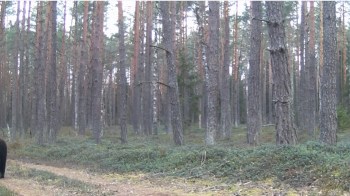 One Lithuanian photographer had an incredible encounter with a brown bear while on a nature photoshoot.