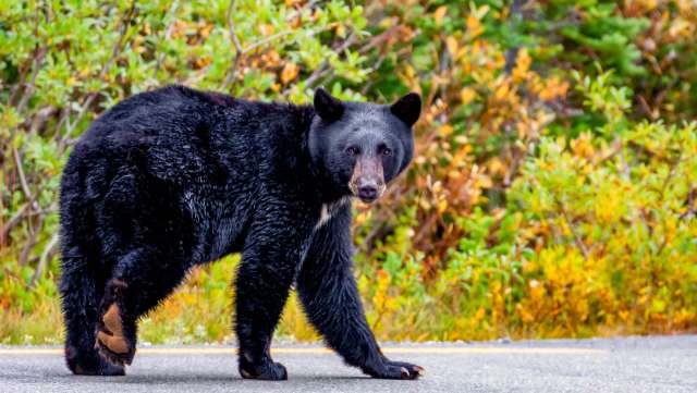 Police in Washington, New Jersey, issued a warning to residents after a black bear sighting in the town.