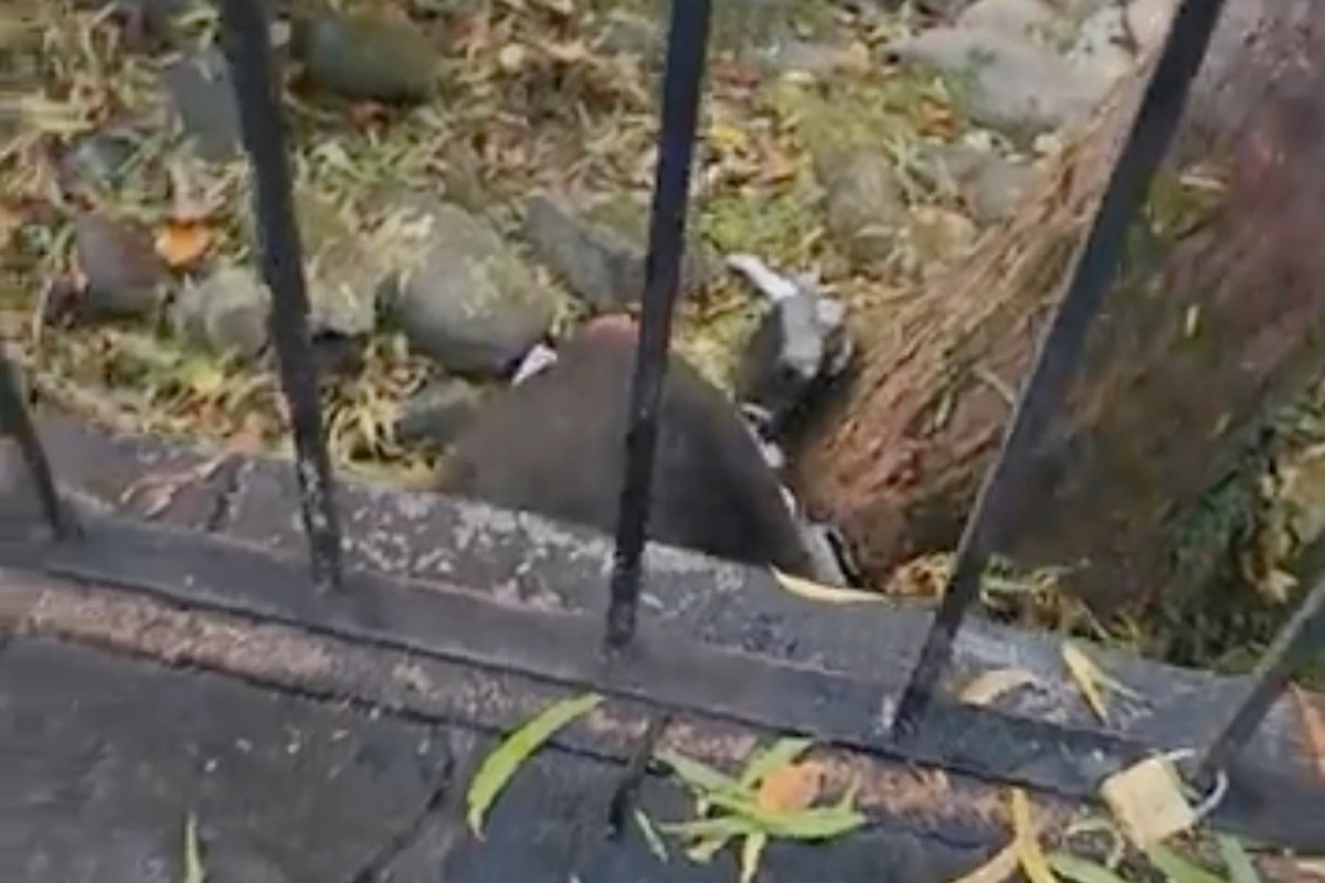 A video of a tourist in Tennessee standing too close to a black bear has angered Redditors, who are calling out the tourist's lack of respect for the animal.