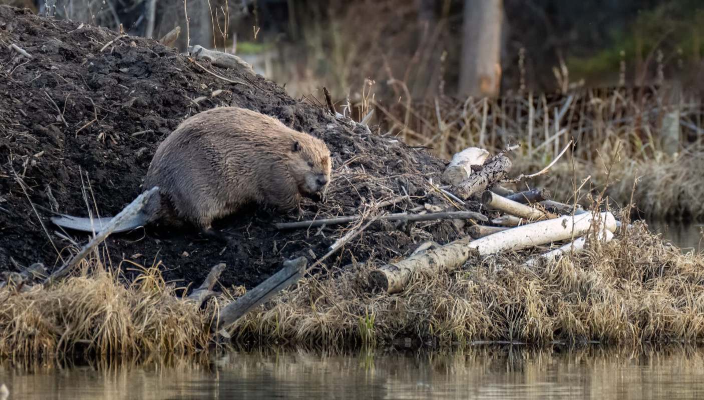 Researchers from the University of Connecticut found that beaver ponds play a crucial role in replenishing groundwater.