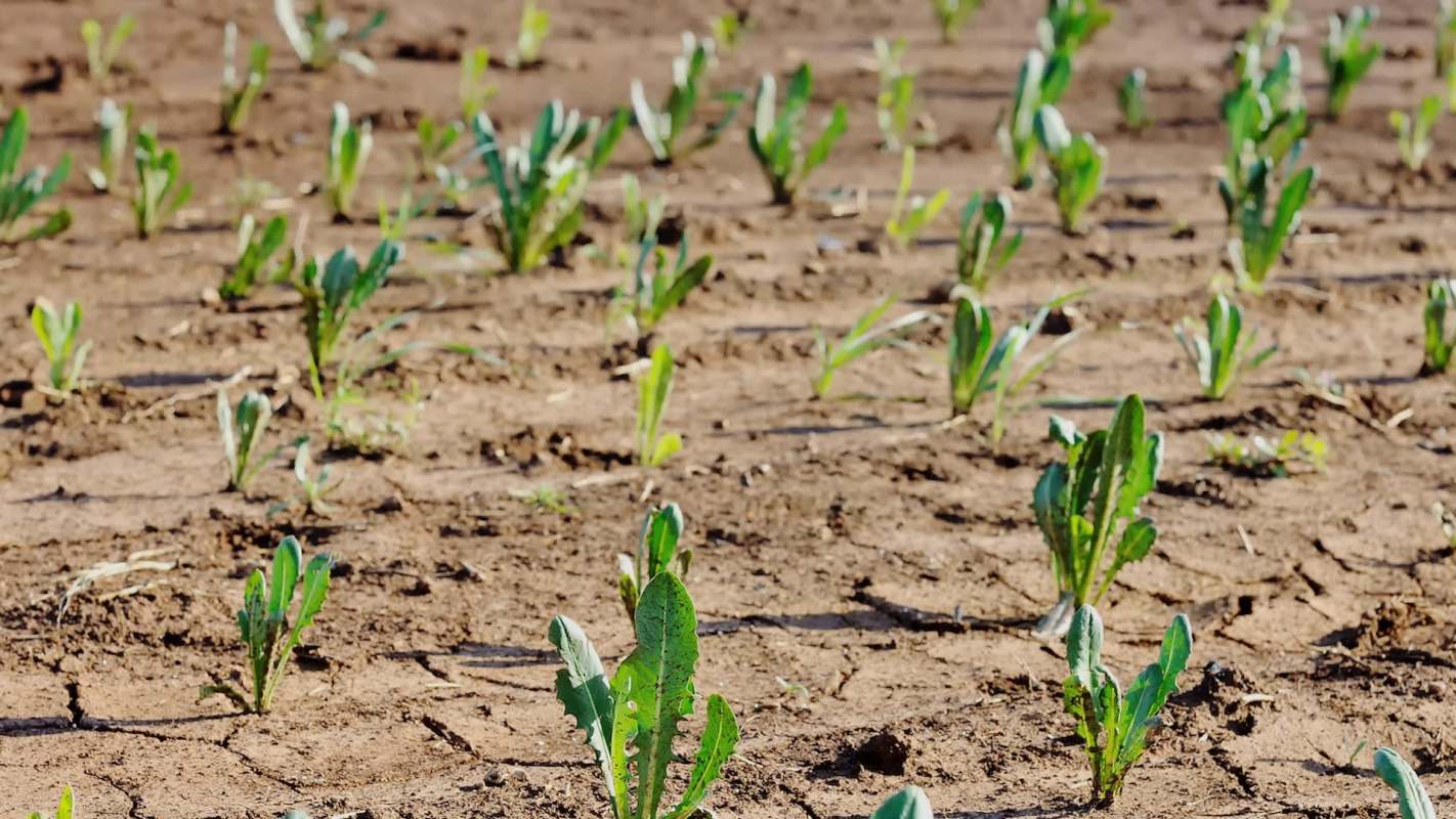 Beekeepers in New England are reeling from a record-breaking bee population collapse.