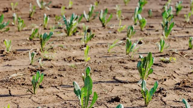 Beekeepers in New England are reeling from a record-breaking bee population collapse.