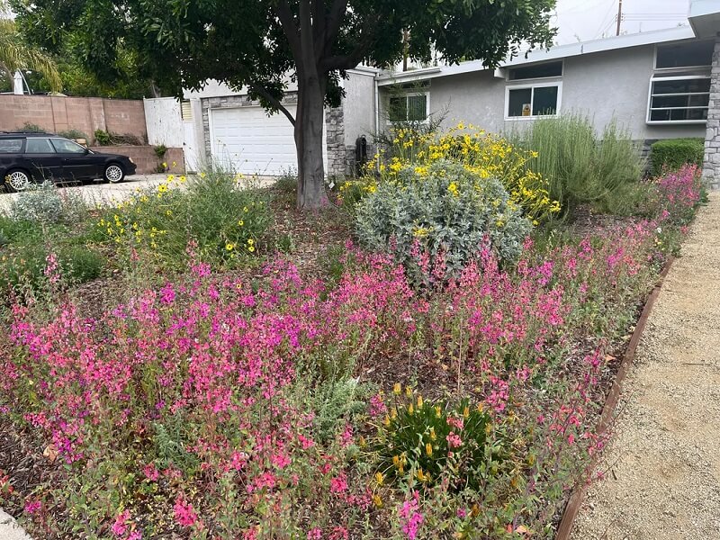 In the United States, people are increasingly moving from ubiquitous monoculture lawns to natural lawns.