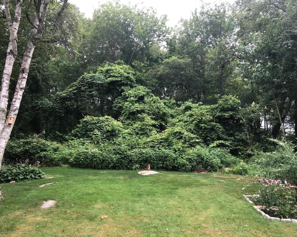 One dedicated gardener shared remarkable before-and-after photos of a backyard transformation that took months to accomplish.