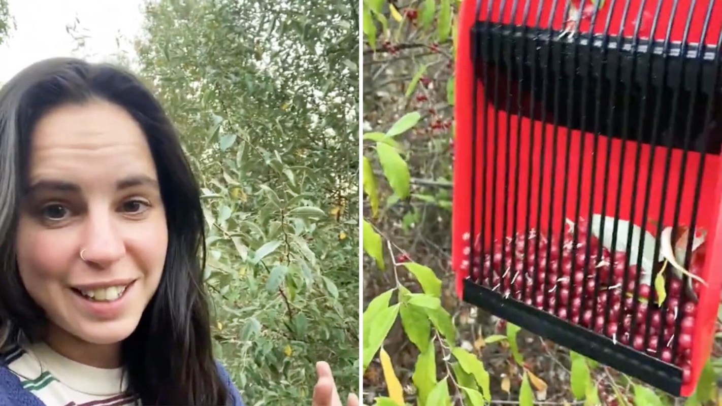 Autumn olives are an invasive species and an unwanted sight for hikers — unless you want a tasty trail snack.