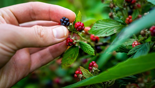 If anyone should come across an Autumn olive tree, this is what this YouTuber recommends.