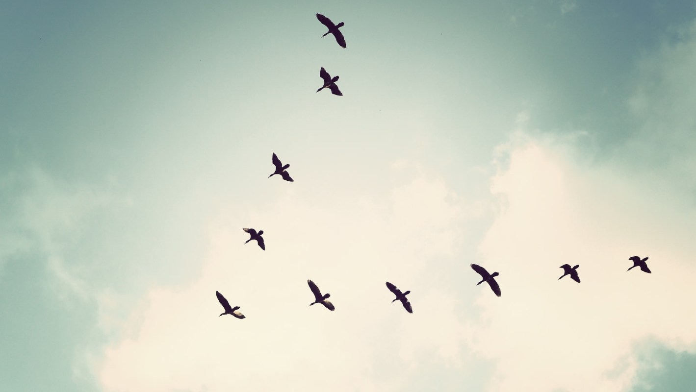 Bird migration routes are getting scrambled, and it's a flashing red warning light for the health of our planet.