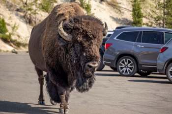 A Reddit video shows what happens when disrespectful kids taunt a bison — the animal clearly charges their car.