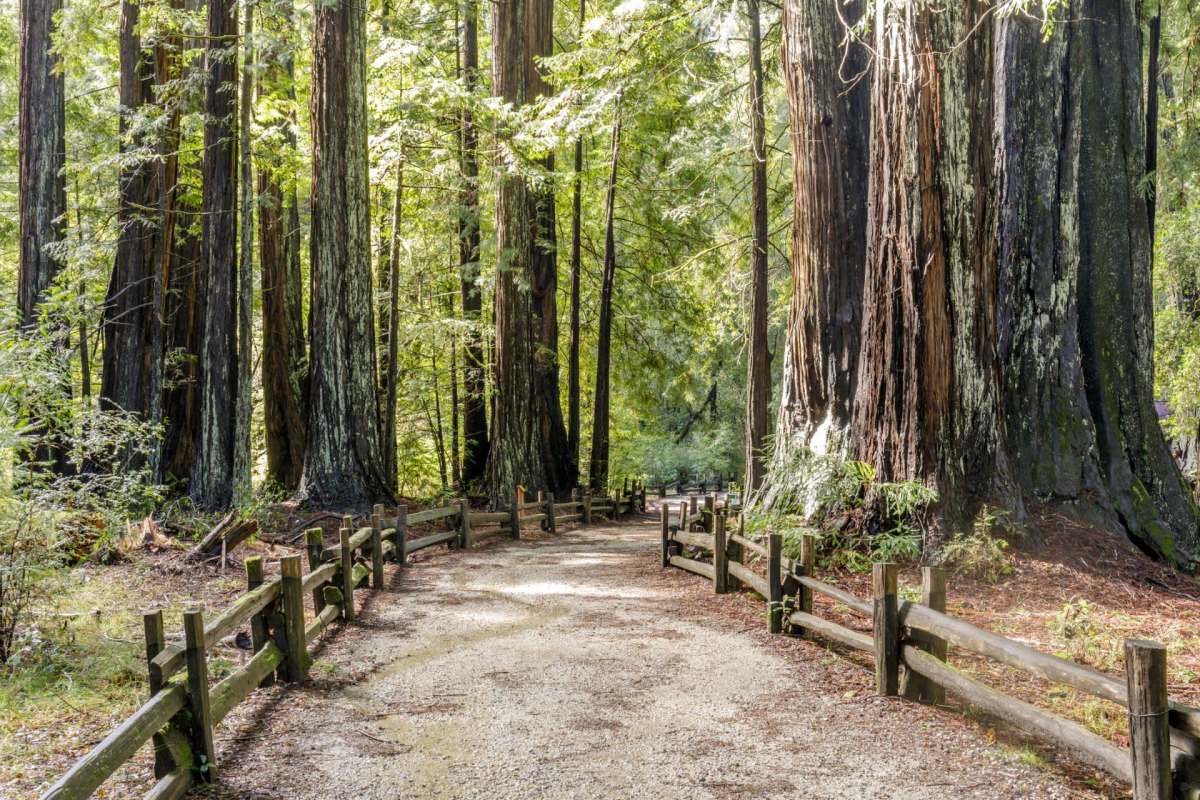A wild black bear surprised zoo staff by casually wandering the Sequoia Park Zoo in California.