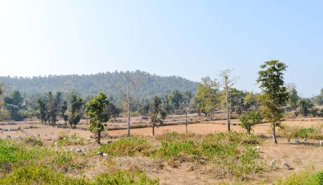 The blackbuck, a striking antelope with signature spiral horns, has made a remarkable resurgence in India's Barnawapara Wildlife Sanctuary.