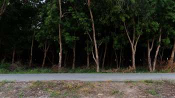 A blind piglet named Benny is recovering at a U.K. animal sanctuary after a life-saving intervention.