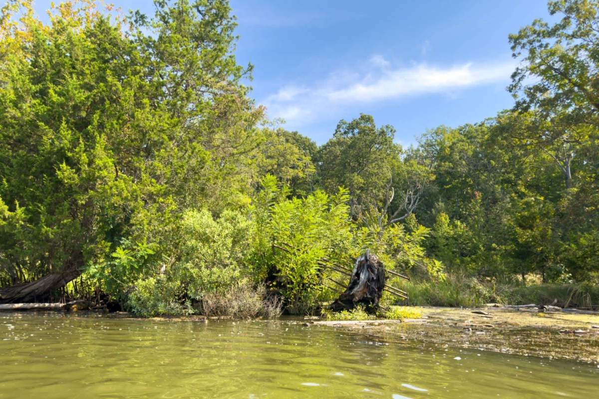 Kevin “K.C.” Stangl spends his mornings and evenings along Maryland's Choptank River reeling in invasive blue catfish.