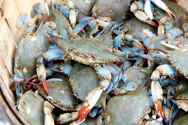 An initiative from the Italian pet food company, FORZA10, is using the ecological problem of the blue crab to create a solution like sustainable and locally sourced cat food.