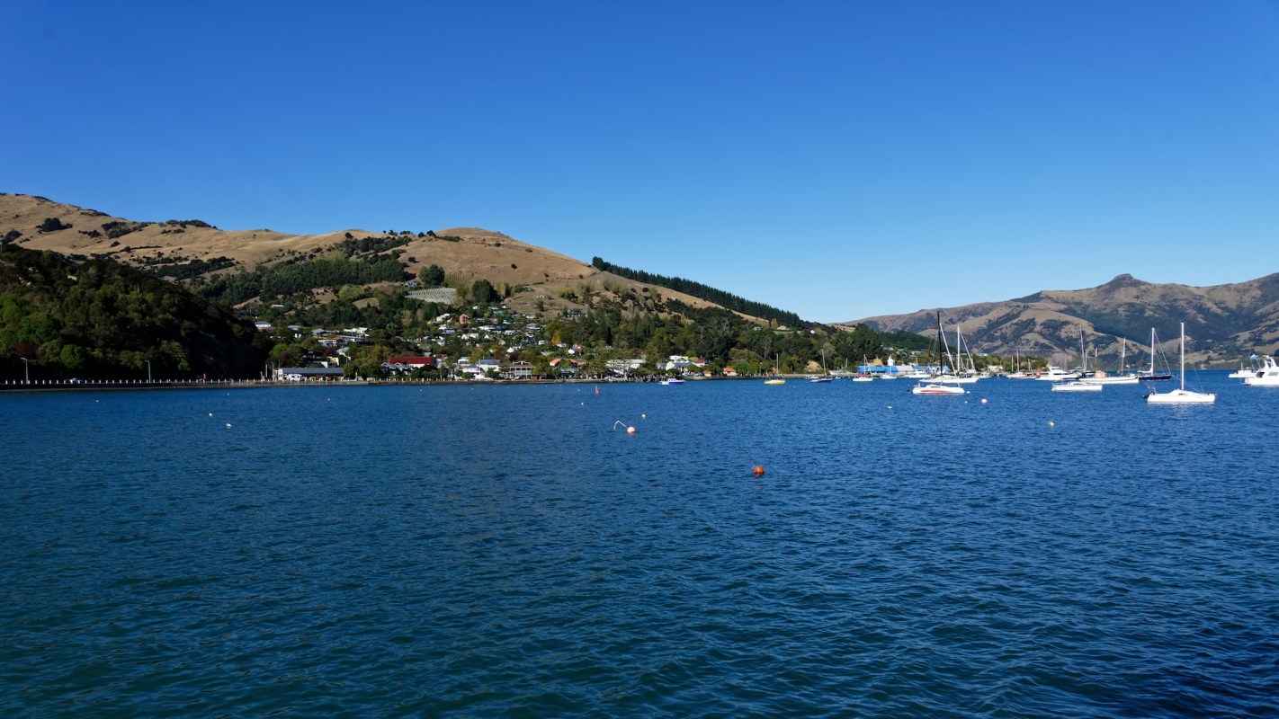 Passengers on a boat tour in New Zealand were treated to an incredible sight when they spotted a massive blue whale.