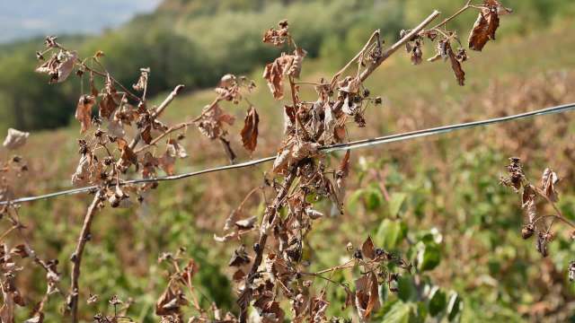 Canadian farmers have sounded the alarm as unusually dry weather has led to drastically reduced blueberry harvests, which experts say will drive up prices.