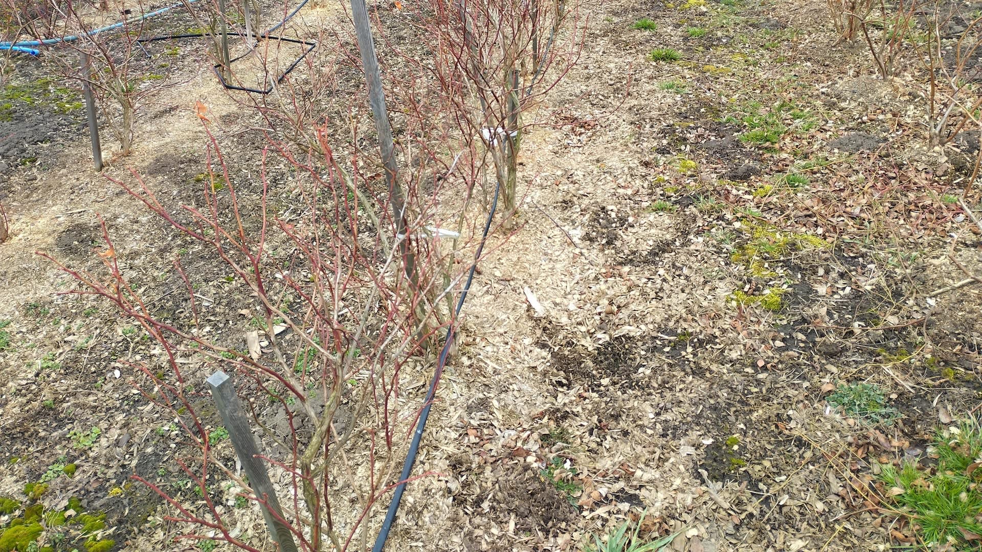 Farmers devastated as 'unusual' conditions threaten crucial crop: 'One of the worst years we've ever had'