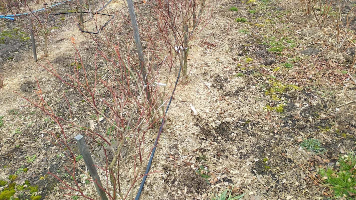 Maine's blueberries battled unseasonal heat, drought, and a cold spring this season, which led to a lower yield.