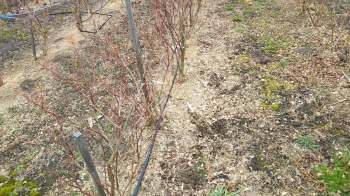 Maine's blueberries battled unseasonal heat, drought, and a cold spring this season, which led to a lower yield.