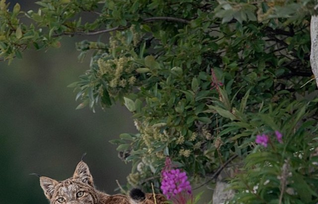 The once locally extinct bobcat has been spotted in 86 of Ohio's 88 counties, after maintaining a low profile for over a century.