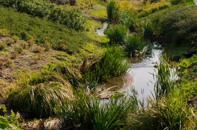 A Redditor shared the heartwarming story of how his father recreated a bog garden at their new home.