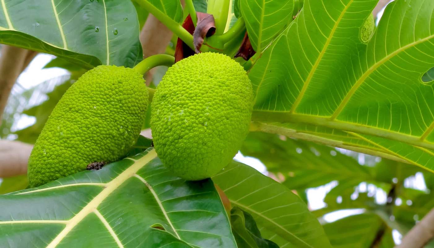 Researchers are suggesting that breadfruit is on course to become the world's next superfood.