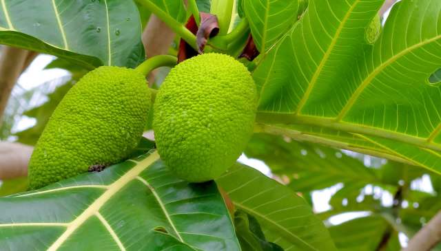 Researchers are suggesting that breadfruit is on course to become the world's next superfood.