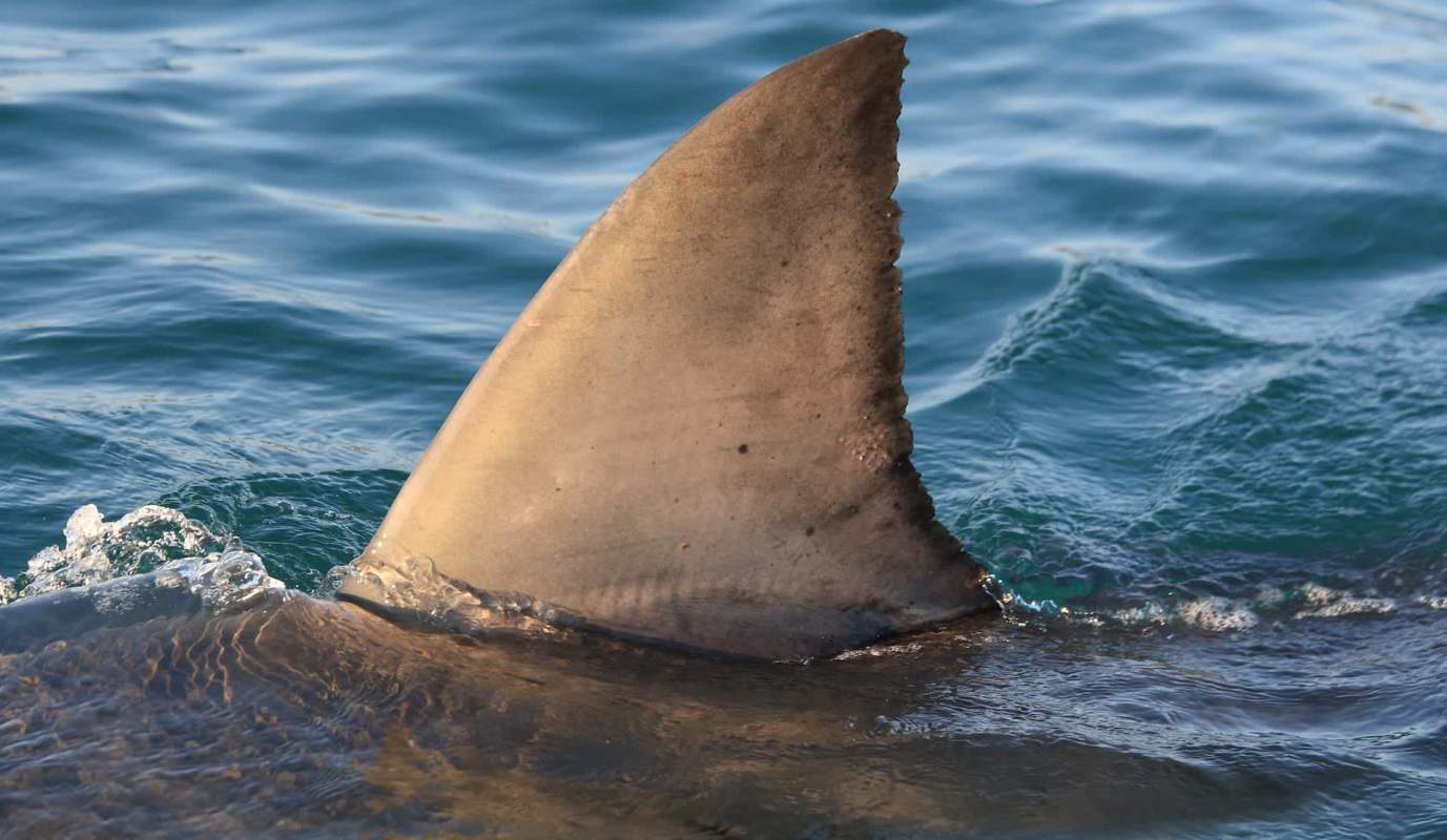 A group of kayakers had a shocking encounter with a massive bull shark in just two feet of water.