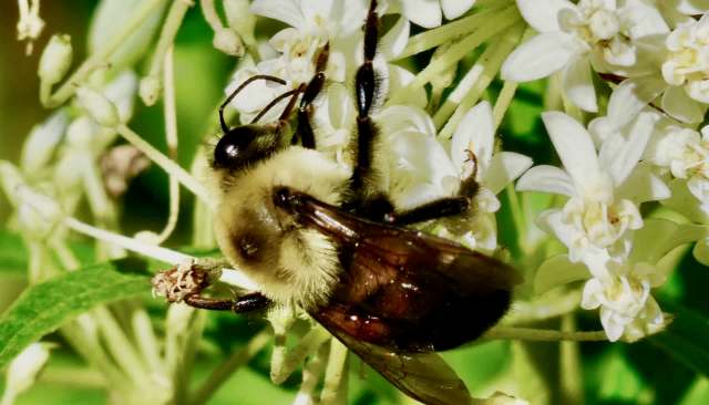 Scientists issue warning over concerning shift in behavior of bumblebees: 'It is worrying'