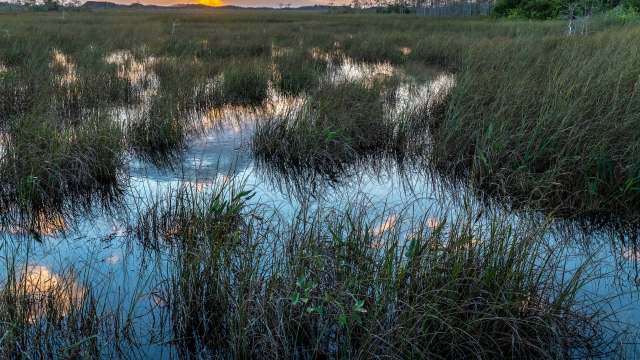 Florida has spent $2 million on efforts to remove Burmese pythons from the Everglades.
